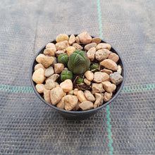 Load image into Gallery viewer, Crassula pyramidalis