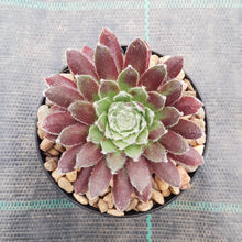 Load image into Gallery viewer, Sempervivum Raspberry Ice