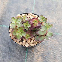 Load image into Gallery viewer, Sedum Dragons Blood