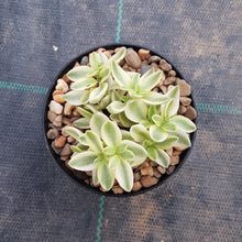 Load image into Gallery viewer, Crassula volkensii variegated