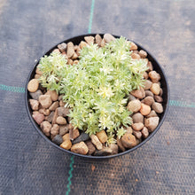 Load image into Gallery viewer, Sedum Latte