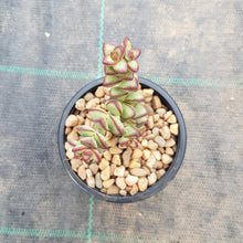 Load image into Gallery viewer, Crassula rupestris