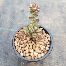 Load image into Gallery viewer, Crassula rupestris