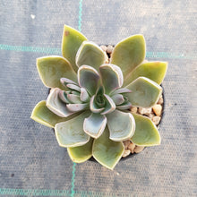 Load image into Gallery viewer, Graptoveria Jules