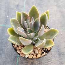 Load image into Gallery viewer, Graptoveria Jules