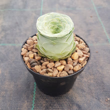 Load image into Gallery viewer, Aeonium aureum