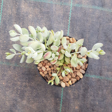 Load image into Gallery viewer, Cotyledon pendens