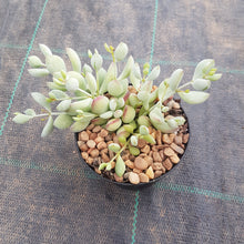Load image into Gallery viewer, Cotyledon pendens