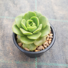 Load image into Gallery viewer, Aeonium Lily Pad