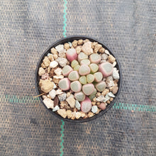 Load image into Gallery viewer, Fenestraria rhopalophylla - Baby Toes