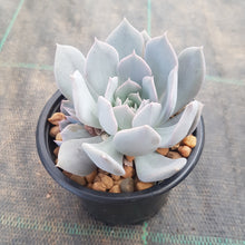 Load image into Gallery viewer, Echeveria Marzipan