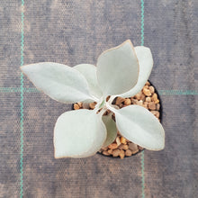 Load image into Gallery viewer, Kalanchoe Silver Spoons
