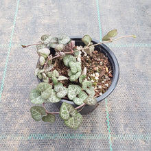 Load image into Gallery viewer, Ceropegia Chain of Hearts
