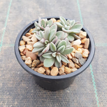 Load image into Gallery viewer, Echeveria Manaudes