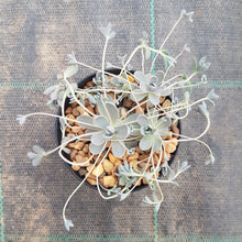 Load image into Gallery viewer, Orostachys Chinese Dunce Cap