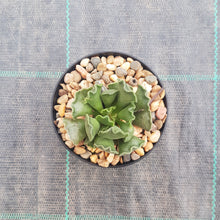 Load image into Gallery viewer, Adromischus cristata