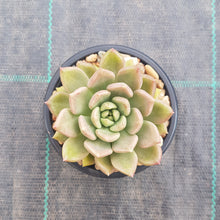 Load image into Gallery viewer, Echeveria Arzee