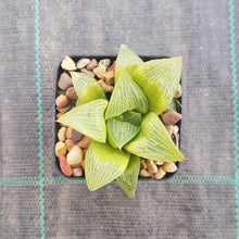 Load image into Gallery viewer, Haworthia retusa Jan Marino