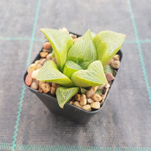 Load image into Gallery viewer, Haworthia retusa Jan Marino