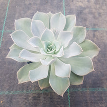 Load image into Gallery viewer, Graptoveria Coconut Ice