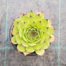 Load image into Gallery viewer, Sempervivum tectorum