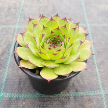 Load image into Gallery viewer, Sempervivum tectorum