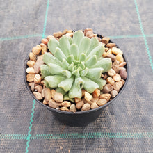 Load image into Gallery viewer, Echeveria Irish Mint