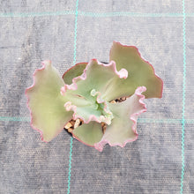 Load image into Gallery viewer, Echeveria Fire and Ice