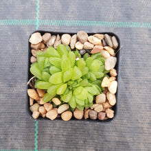 Load image into Gallery viewer, Haworthia transiens