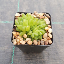 Load image into Gallery viewer, Haworthia transiens