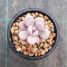 Load image into Gallery viewer, Graptopetalum amethystinum Lavender Pebbles