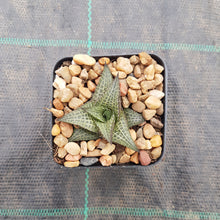 Load image into Gallery viewer, Haworthia tessellata