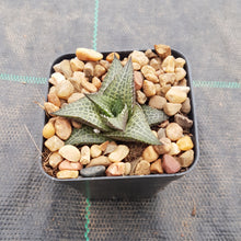 Load image into Gallery viewer, Haworthia tessellata