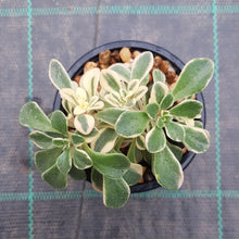 Load image into Gallery viewer, Aichryson x aizoides 'Variegatum'