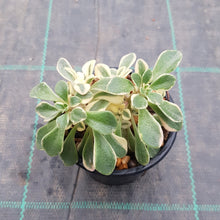 Load image into Gallery viewer, Aichryson x aizoides 'Variegatum'