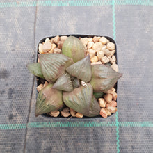 Load image into Gallery viewer, Haworthia Leiyingshou