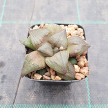Load image into Gallery viewer, Haworthia Leiyingshou
