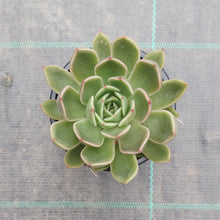 Load image into Gallery viewer, Echeveria agavoides Mira