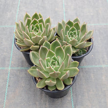 Load image into Gallery viewer, Echeveria agavoides Mira