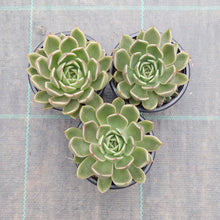 Load image into Gallery viewer, Echeveria agavoides Mira