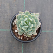 Load image into Gallery viewer, Sedeveria Spring Jade