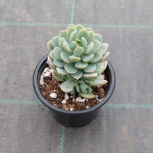 Load image into Gallery viewer, Sedeveria Spring Jade