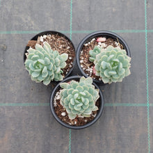 Load image into Gallery viewer, Sedeveria Spring Jade