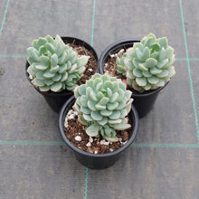 Load image into Gallery viewer, Sedeveria Spring Jade