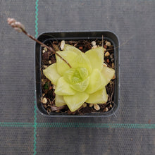 Load image into Gallery viewer, Haworthia Xantha Gold