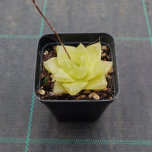 Load image into Gallery viewer, Haworthia Xantha Gold