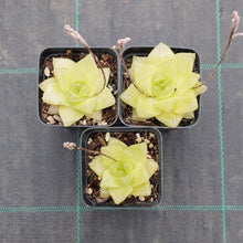 Load image into Gallery viewer, Haworthia Xantha Gold