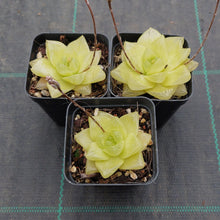 Load image into Gallery viewer, Haworthia Xantha Gold