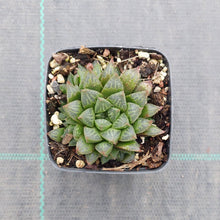 Load image into Gallery viewer, Haworthia cooperi v. truncata DMC3625B
