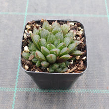 Load image into Gallery viewer, Haworthia cooperi v. truncata DMC3625B